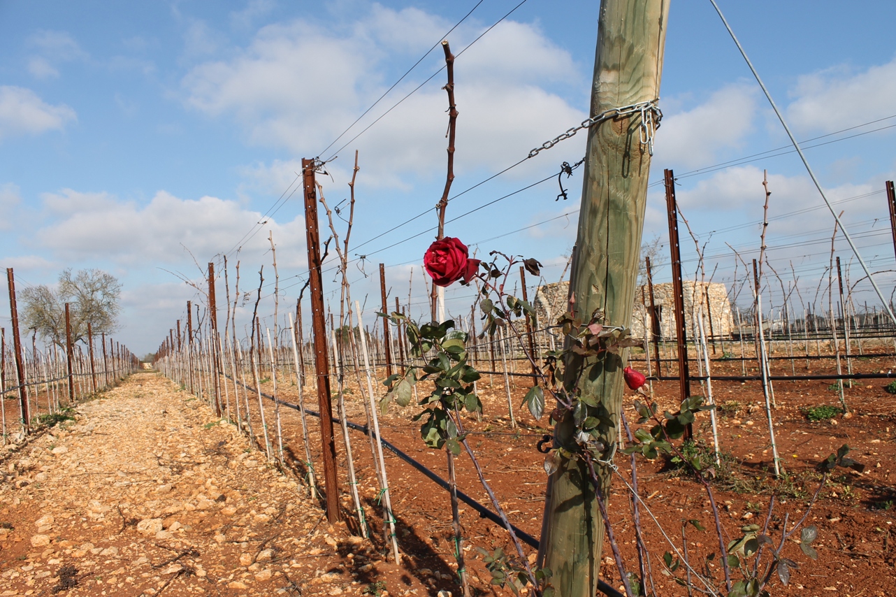 Rose in Tenuta Liliana Vineyard