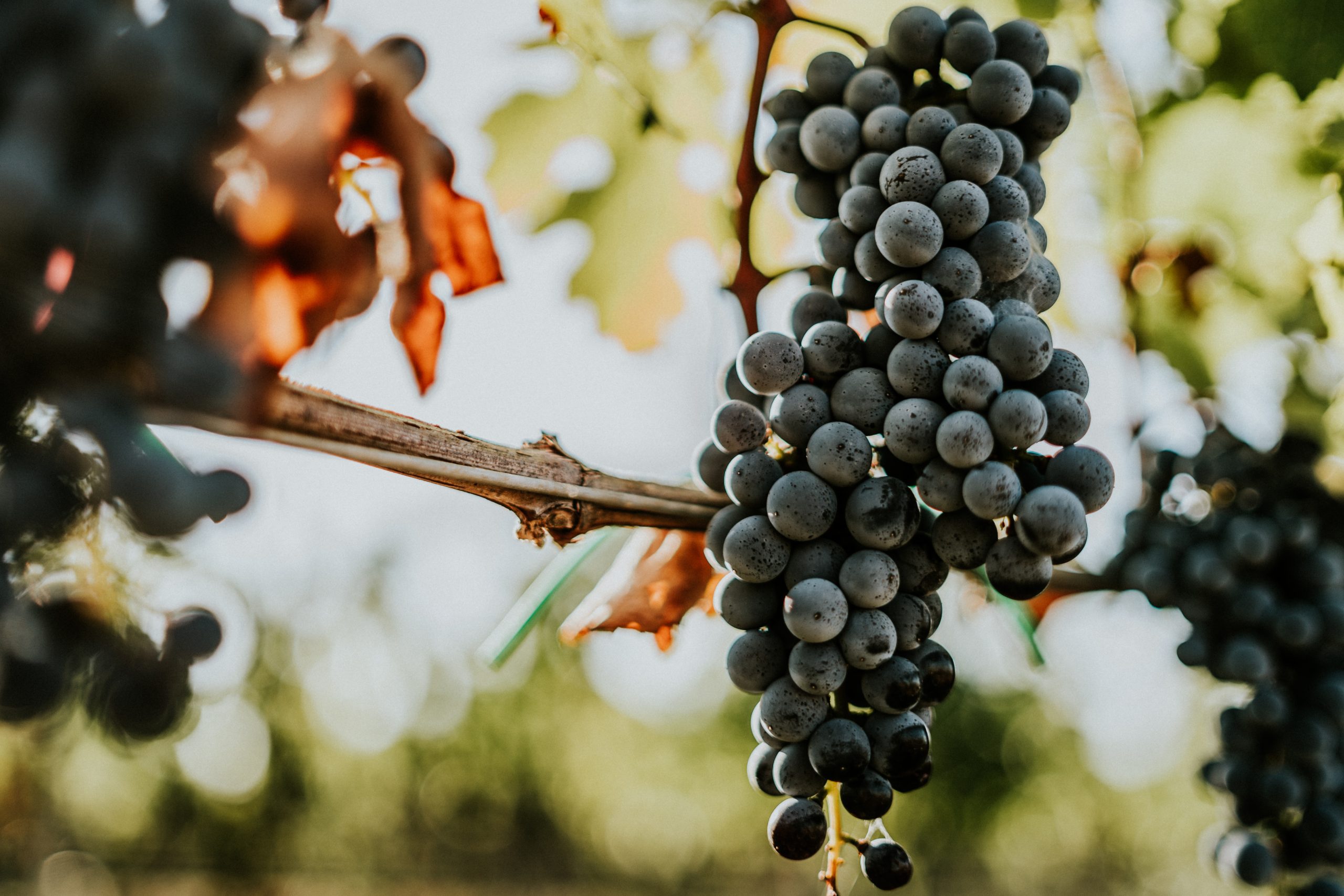 cabernet sauvignon in contada specchia, parabita, vigneto ladame